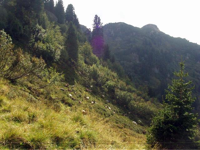 alpen2006nr015.jpg