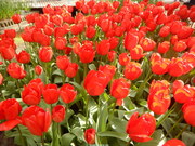keukenhof2016.jpg