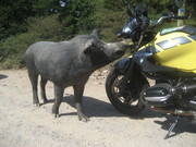 korsika2010.jpg