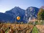 tramin2006.jpg