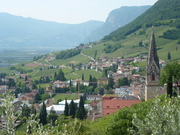 tramin2012.jpg