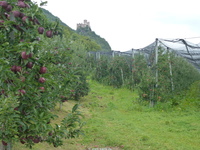 Zum Vergrößern von eppan2014ww71.jpg auf das Bild klicken