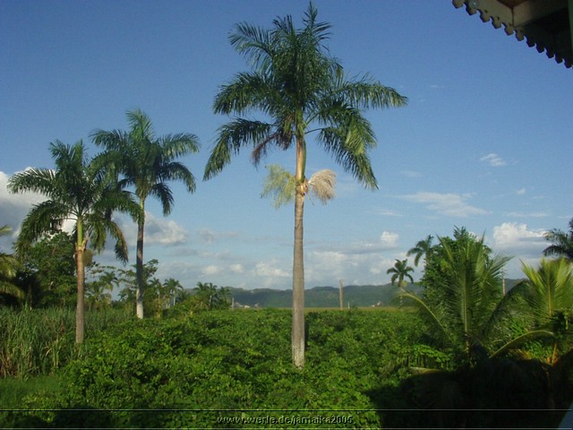 jamaika2005i68nr260.jpg