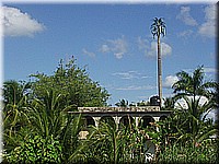 jamaika2005i66nr247.jpg