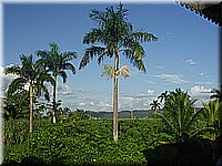 jamaika2005i68nr260.jpg