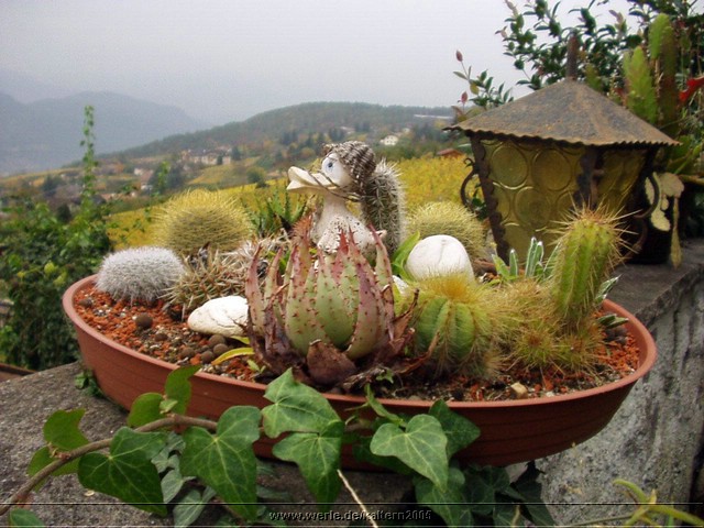 kaltern2005nr03ww03.jpg