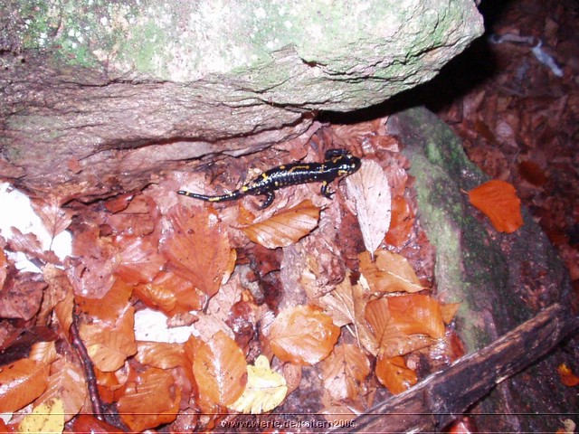 kaltern2005nr40ww47.jpg