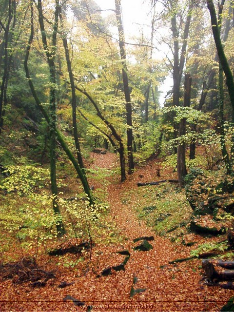 kaltern2005nr42ww52.jpg