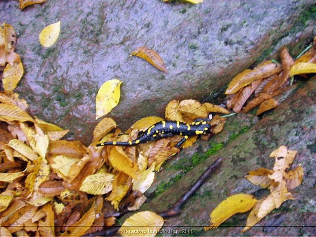 kaltern2005nr46ww54.jpg