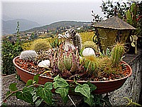 kaltern2005nr03ww03.jpg
