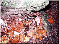 kaltern2005nr40ww47.jpg