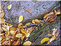 kaltern2005nr46ww54.jpg