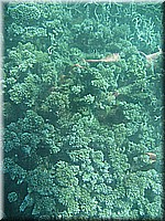 mauritius2006nr131.jpg