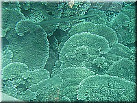 mauritius2006nr137.jpg