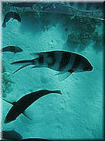 mauritius2006nr144.jpg