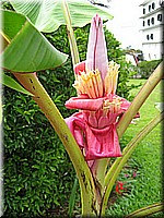 mauritius2006nr320.jpg