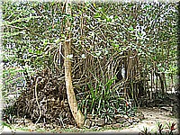 mauritius2006nr431.jpg