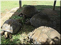 mauritius2006nr498.jpg