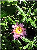 mauritius2006nr505.jpg