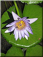 mauritius2006nr506.jpg