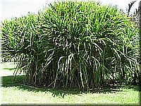 mauritius2006nr507.jpg