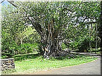 mauritius2006nr508.jpg