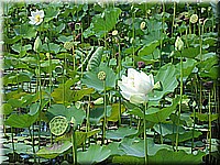 mauritius2006nr515.jpg