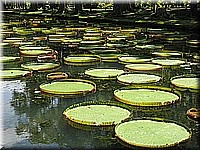 mauritius2006nr518.jpg