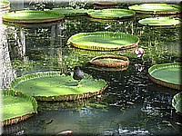 mauritius2006nr522.jpg