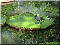 mauritius2006nr523.jpg