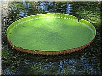 mauritius2006nr525.jpg
