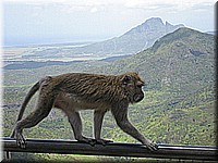 mauritius2006nr615.jpg