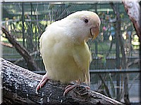 mauritius2006nr654.jpg