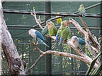 mauritius2006nr655.jpg