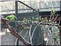mauritius2006nr656.jpg
