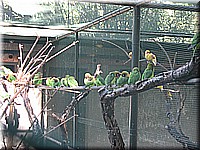mauritius2006nr657.jpg