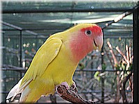 mauritius2006nr658.jpg