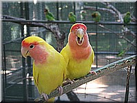 mauritius2006nr659.jpg