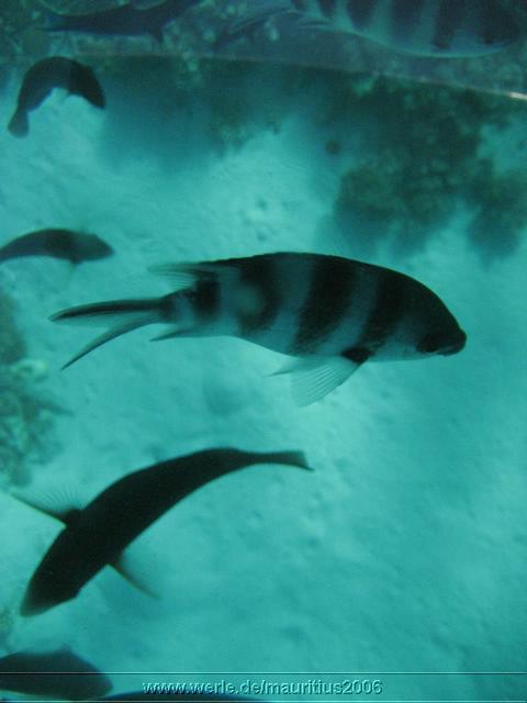mauritius2006nr144.jpg