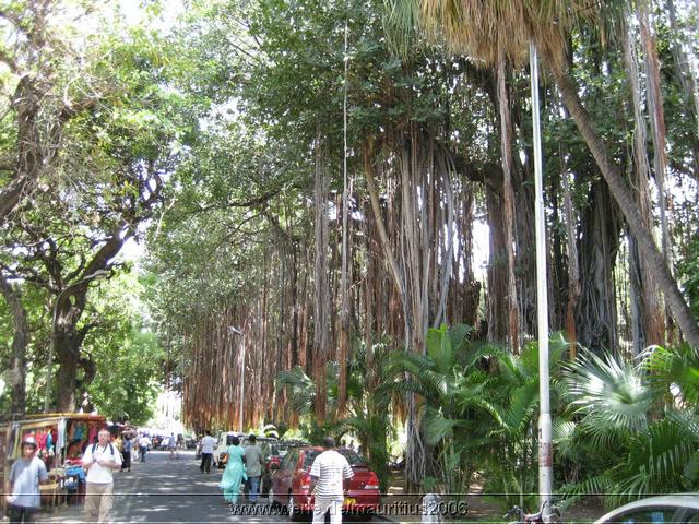 mauritius2006nr212.jpg