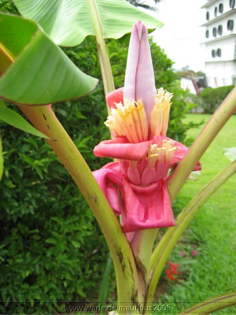 mauritius2006nr320.jpg