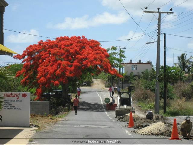 mauritius2006nr465.jpg
