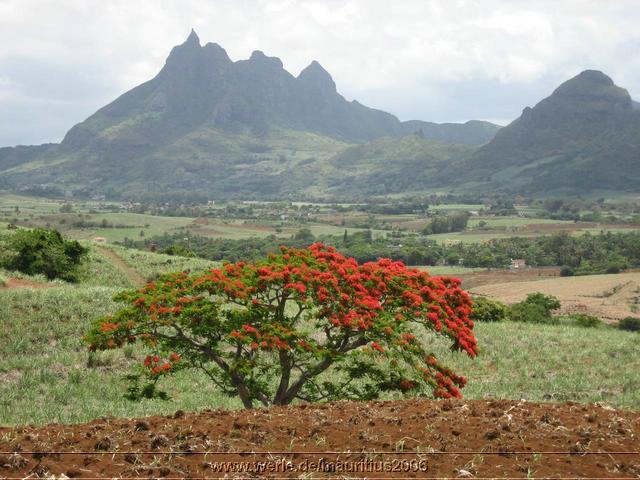 mauritius2006nr492.jpg
