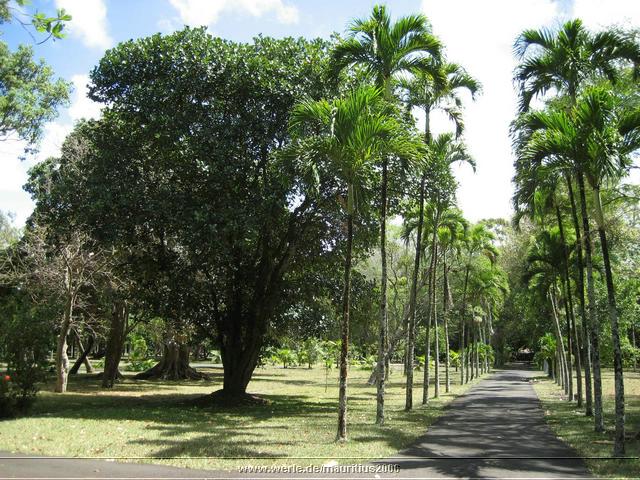 mauritius2006nr494.jpg