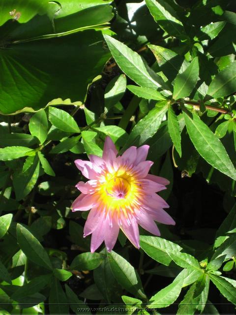 mauritius2006nr505.jpg