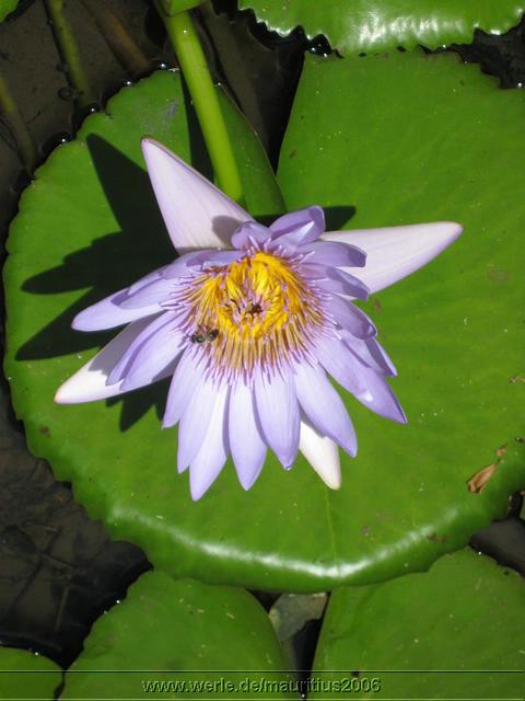mauritius2006nr506.jpg