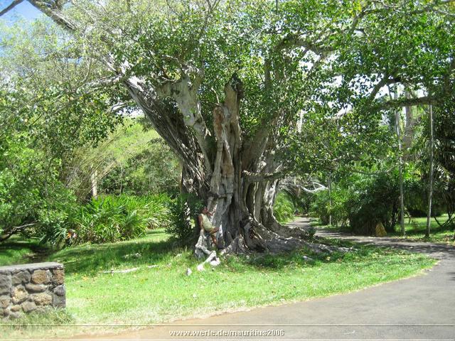mauritius2006nr508.jpg