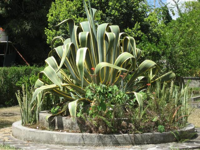 mauritius2006nr509.jpg