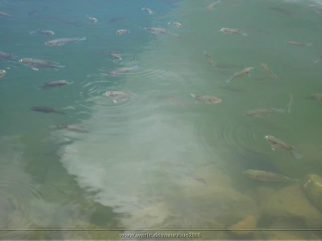 mauritius2006nr604.jpg
