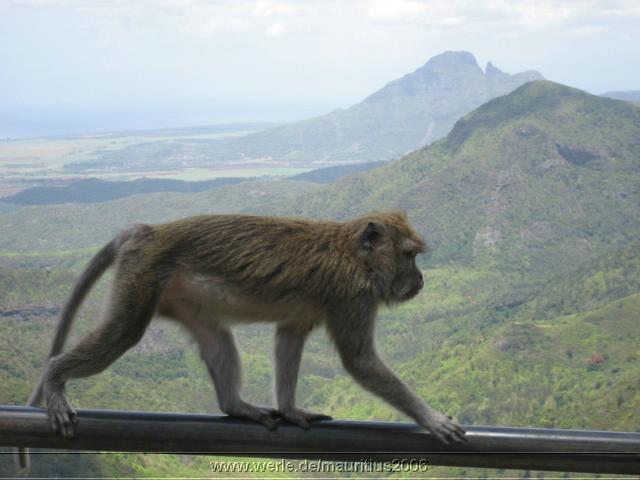 mauritius2006nr615.jpg